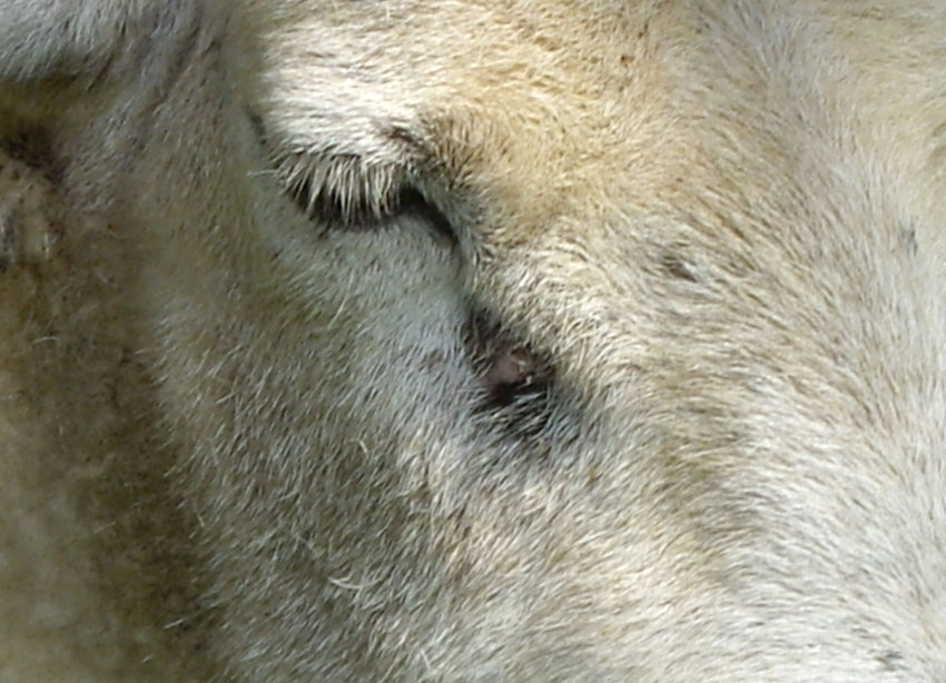 photo d'un mouton